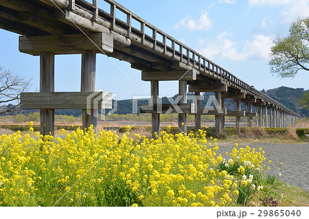 春の蓬莱橋 29865040