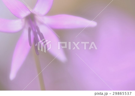 優美な丹波清住のカタクリ 29865537