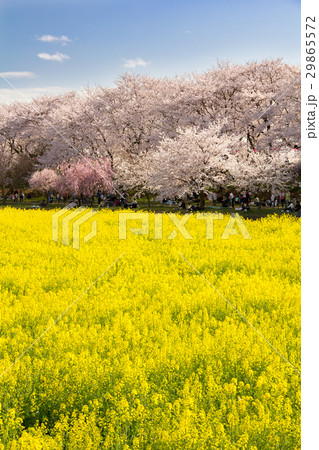 2017年4月7日　埼玉県幸手市権現堂 29865572