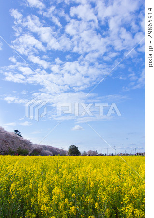 2017年4月7日　埼玉県幸手市権現堂公園 29865914