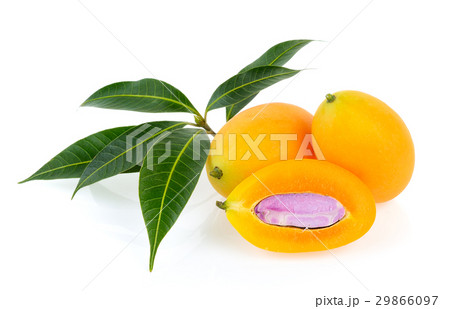 marian plum or plango on white background 29866097