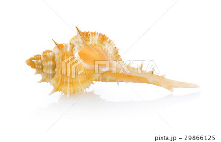 sea shell isolated on white background sea shell isolated on white background 29866125