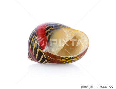 sea shell isolated on white background sea shell isolated on white background 29866155