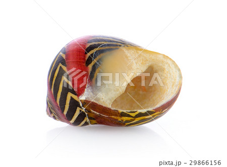 sea shell isolated on white background 29866156