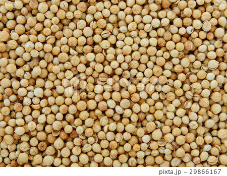 Coriander seeds Coriander seeds 29866167