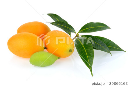 marian plum or plango on white background 29866168