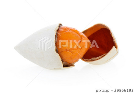 Ginkgo seeds on white background Ginkgo seeds on white background 29866193