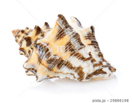 sea shell isolated on white background sea shell isolated on white background 29866198
