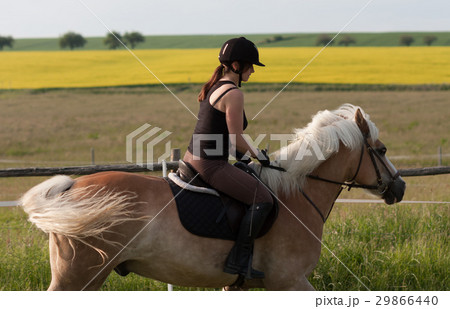 A young woman riding a horse Haflinger A young woman riding a horse Haflinger 29866440