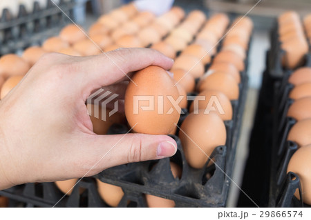 Hand holding eggs from chicken farm on lot of egg 29866574