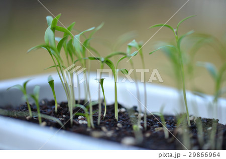 パクチーの芽 発芽の写真素材