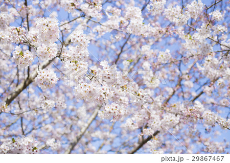 満開の桜 満開の桜 29867467