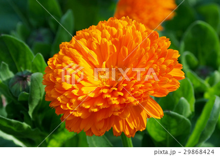 キンセンカ ポットマリーゴールド の写真素材
