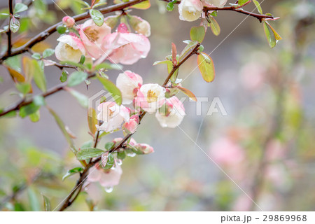 春の花 春の花 29869968