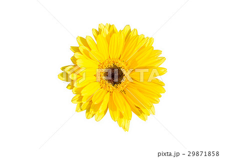 Yellow Gerbera flower isolated on white background 29871858