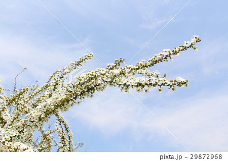 春の植物 ユキヤナギ 春の植物 ユキヤナギ 29872968