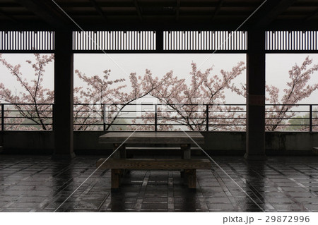机と桜 29872996