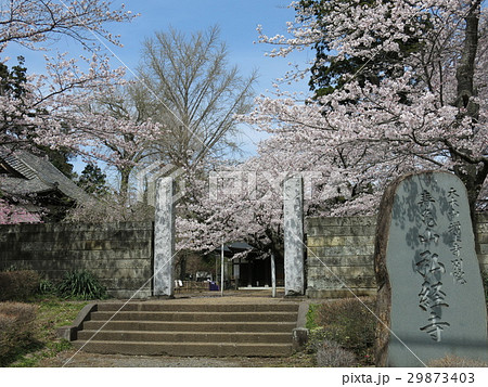 桜が咲く常総市の弘経寺 桜が咲く常総市の弘経寺 29873403