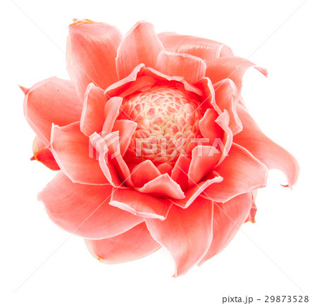 closeup pink torch ginger flower etlingera elatior closeup pink torch ginger flower etlingera elatior 29873528