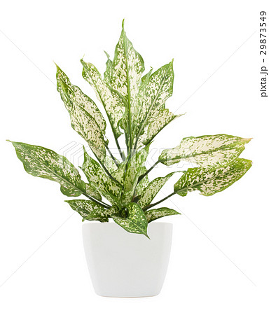 dieffenbachie lat dieffenbachia green plant  29873549
