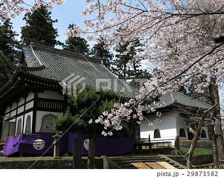 桜が咲く常総市の弘経寺(開山堂・経蔵) 桜が咲く常総市の弘経寺(開山堂・経蔵) 29873582