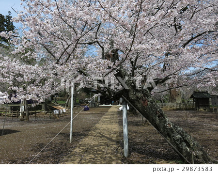 桜が咲く常総市の弘経寺(参道・本堂) 桜が咲く常総市の弘経寺(参道・本堂) 29873583