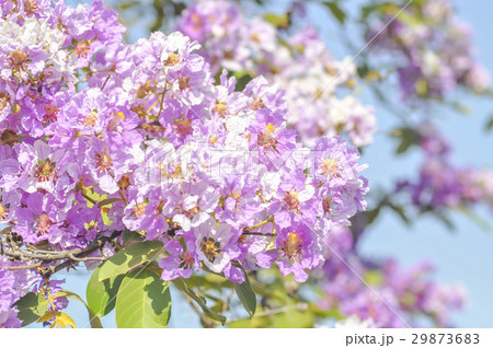 lagerstroemia speciosa or Queen's flower lagerstroemia speciosa or Queen's flower 29873683