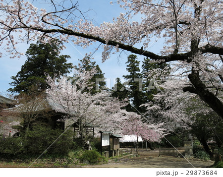 桜が咲く常総市の弘経寺(境内入口付近) 桜が咲く常総市の弘経寺(境内入口付近) 29873684