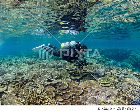 サンゴ礁 29873857