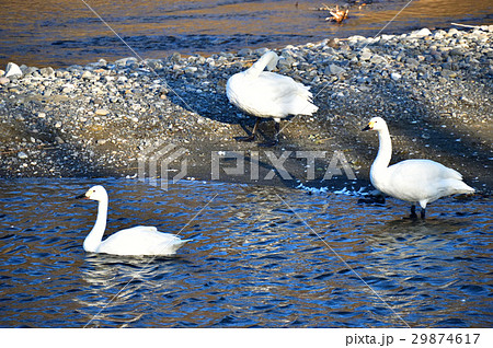 白鳥 白鳥 29874617