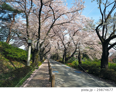 青山霊園の桜並木 29874677