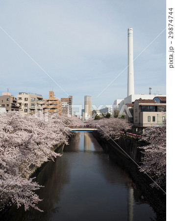 目黒川の桜 目黒川の桜 29874744