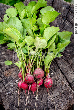 Radish on a wooden stump. Top view Radish on a wooden stump. Top view 29874745