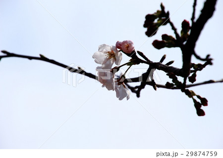 ソメイヨシノ、桜、花、 ソメイヨシノ、桜、花、 29874759