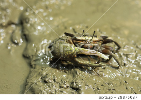 シオマネキ 29875037