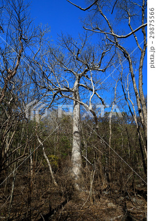 trees in Ankarana, Madagascar wilderness 29875566