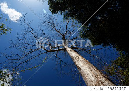 trees in Ankarana, Madagascar wilderness 29875567