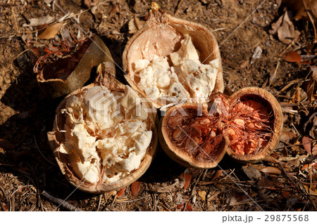 Broken baobab tree fruit and seeds, Madagascar 29875568