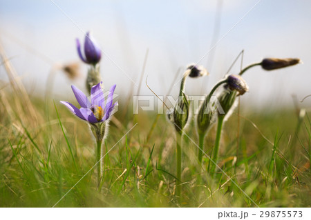 blooming and faded blossom of purple pasque-flower 29875573