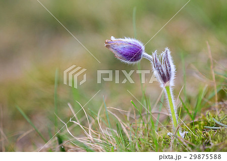blooming and faded blossom of purple pasque-flower blooming and faded blossom of purple pasque-flower 29875588