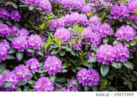 Rhododendron flower bush blooming 29875969