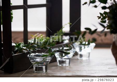 Composition with succulently, greens. Beautiful 29876023