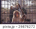 猿園 29876272