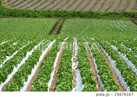 レタス 29876367