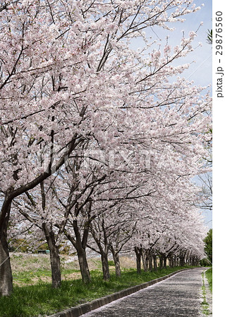桜並木 桜散るの写真素材