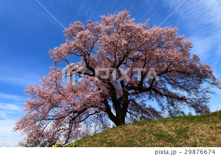 わに塚の桜と青空 29876674