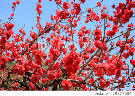 花桃 桃の花 花桃 桃の花 29877084