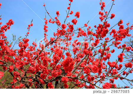 花桃　桃の花 29877085