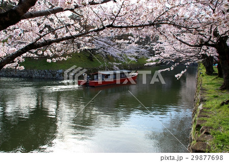 彦根城の桜 彦根城の桜 29877698