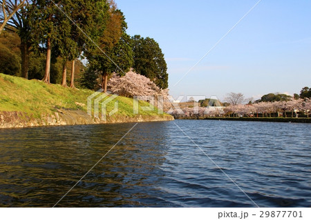 彦根城の桜 彦根城の桜 29877701